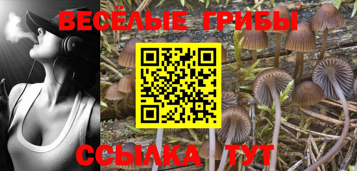 Псилоцибиновые грибы Cubensis Канаш